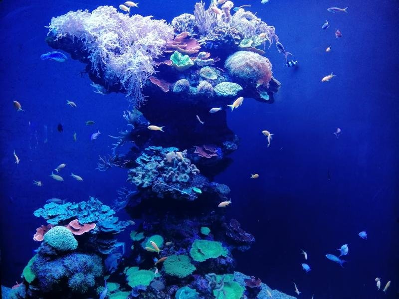 Palma Aquarium Mittelmeer
