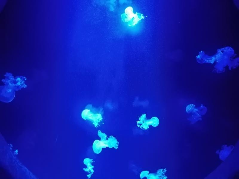 Quallen im Aquarium