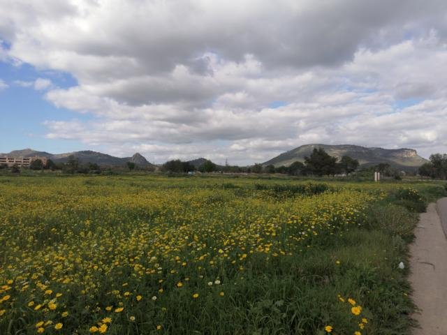 Die Landschaft um Llucmajor