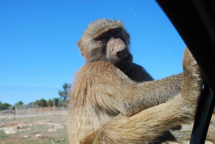 Affe im Zoo Mallorca