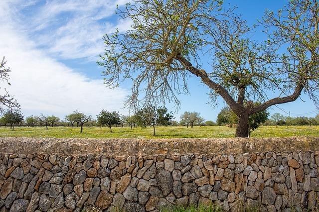 Landschaft um Llucmajor