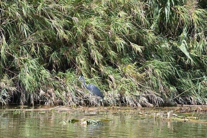 Ein Reiher im Naturschutzgebiet S'Albufera