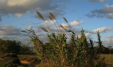 S Albufera Vorschau