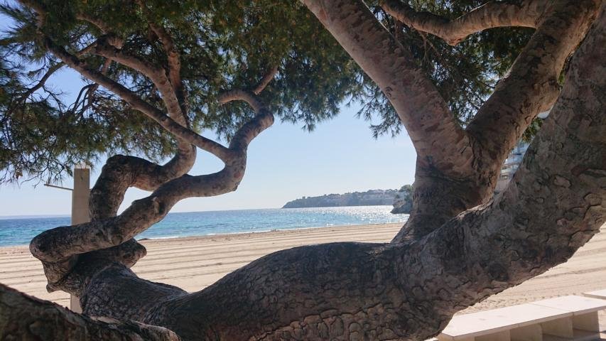 strand palmanova