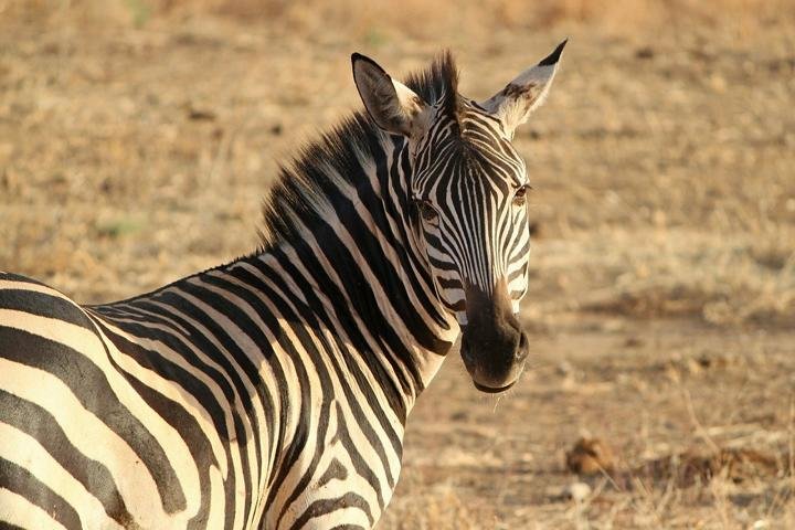 Safari Zoo Mallorca Zebra