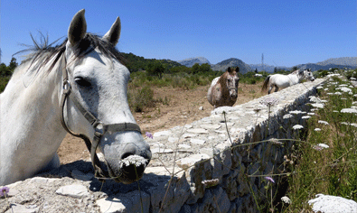 Rancho Bonanza Vorschau