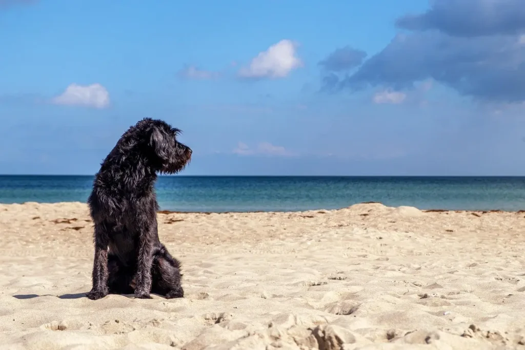 Hundefreundliche Strände auf Mallorca