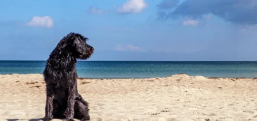 Hundefreundliche Strände auf Mallorca