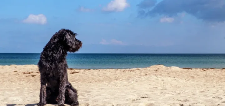 Hundefreundliche Strände auf Mallorca