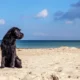 Hundefreundliche Strände auf Mallorca