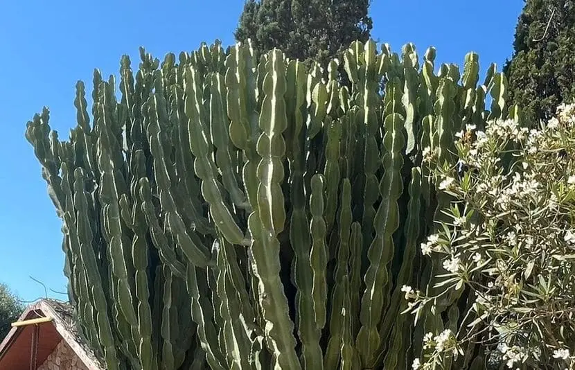 Botanicactus Mallorca