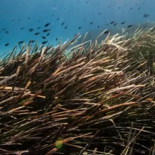 Naturschutz und Küstengesetze auf Mallorca - Posidonia Oceanica