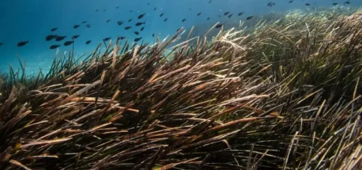 Naturschutz und Küstengesetze auf Mallorca - Posidonia Oceanica