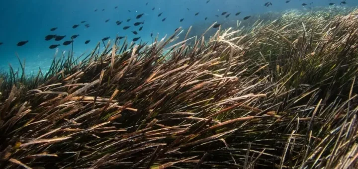 Naturschutz und Küstengesetze auf Mallorca - Posidonia Oceanica