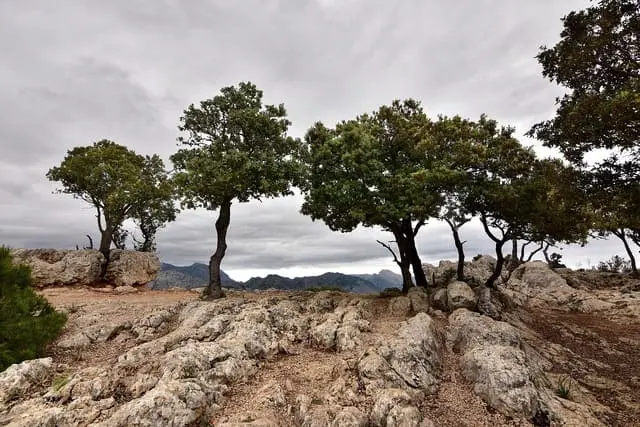 Die Aleppo-Kiefer ist die häufigste Baumart auf Mallorca und prägt große Teile der Inselvegetation.