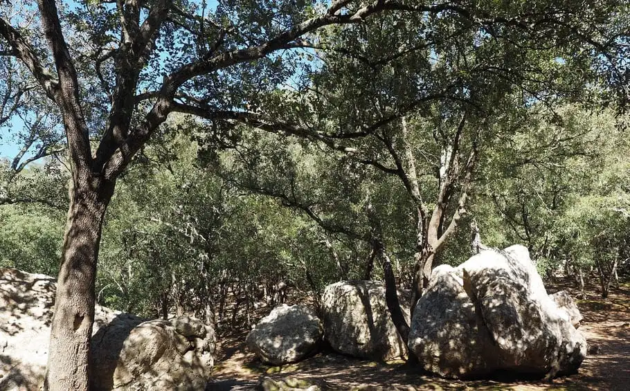 Baumarten auf Mallorca - Steineiche