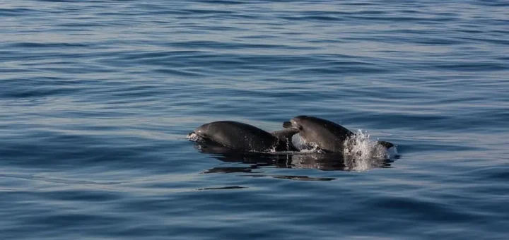 Delfine beobachten ab Paguera